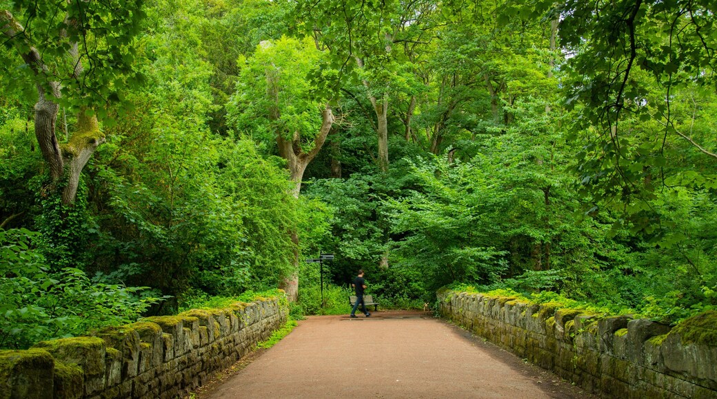 Jesmond Dene Park showing forests
