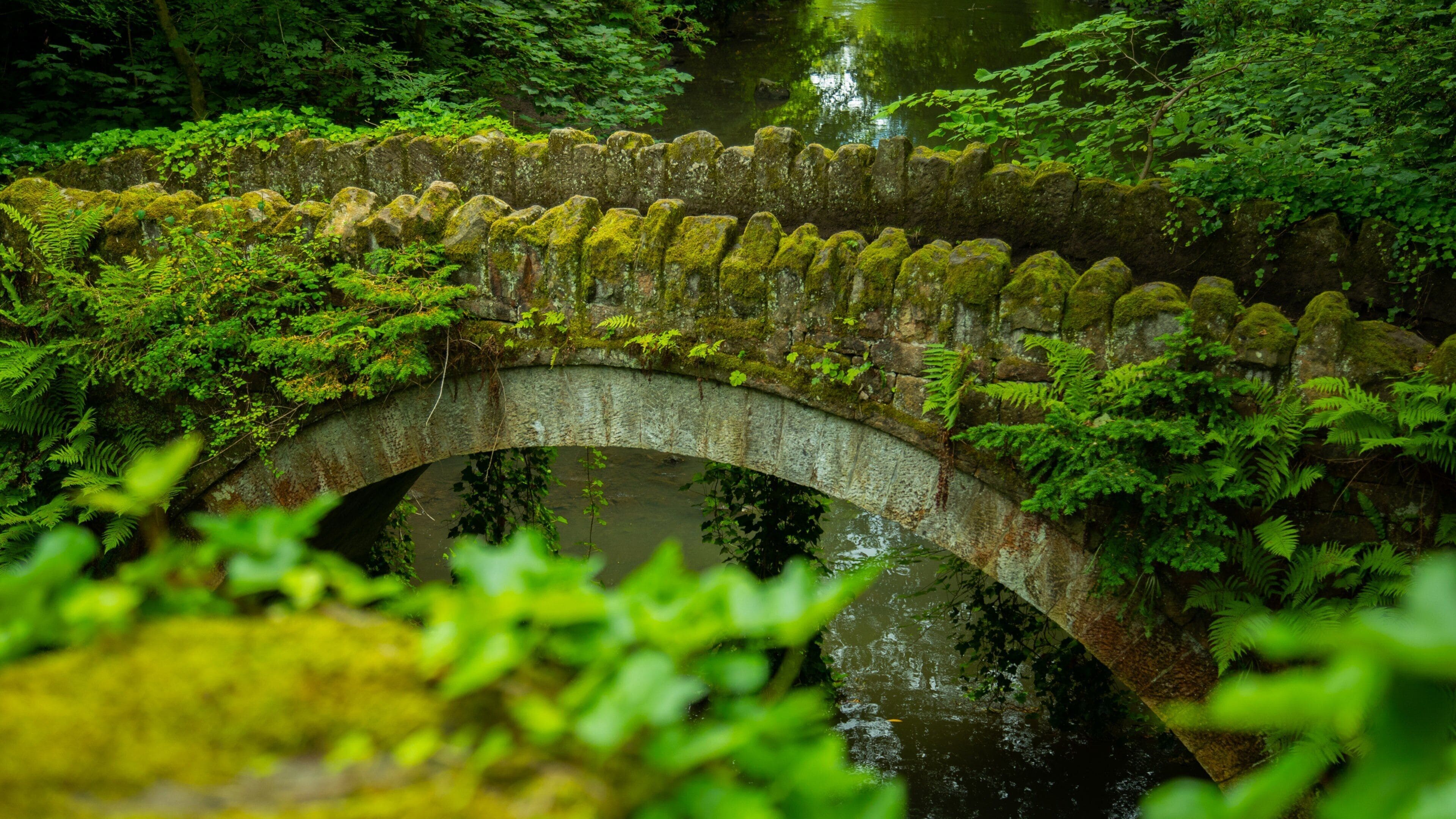 Jesmond Dene Park featuring a bridge, forest scenes and a river or creek