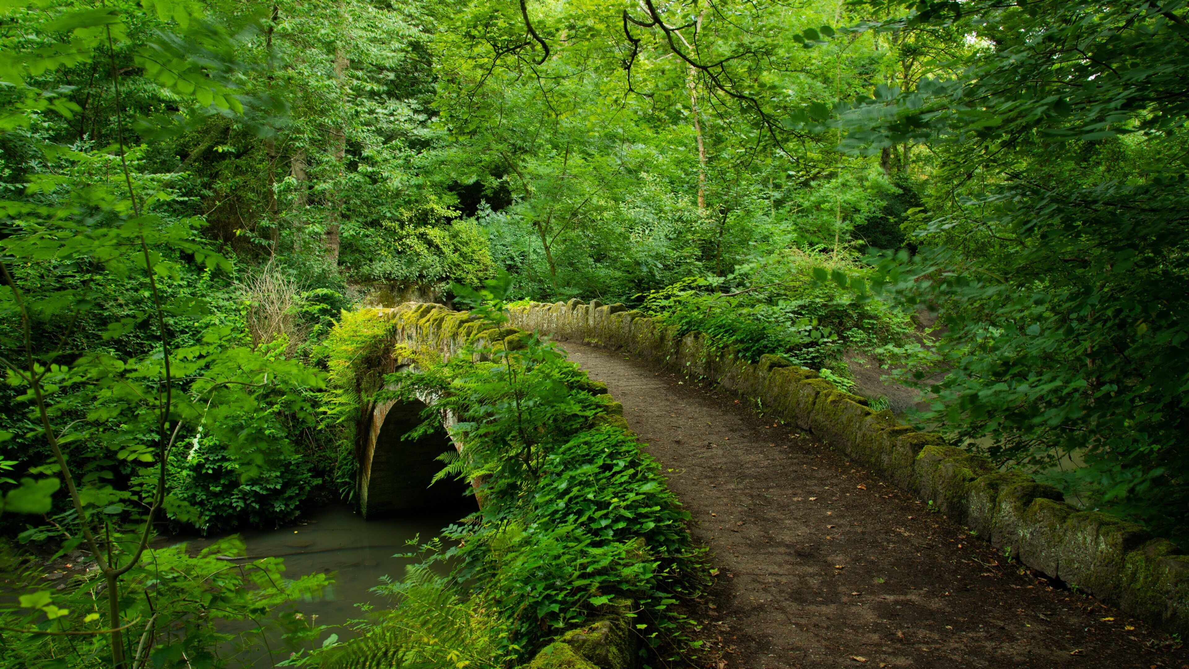 Jesmond Dene Park featuring a bridge, a river or creek and forest scenes
