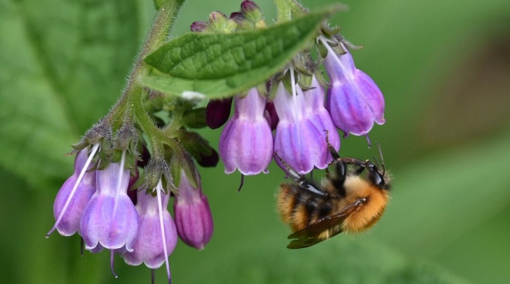 Sunday afternoon walk beside the river Tweed, busy bees #nature #bees #flowers #pollen #honey