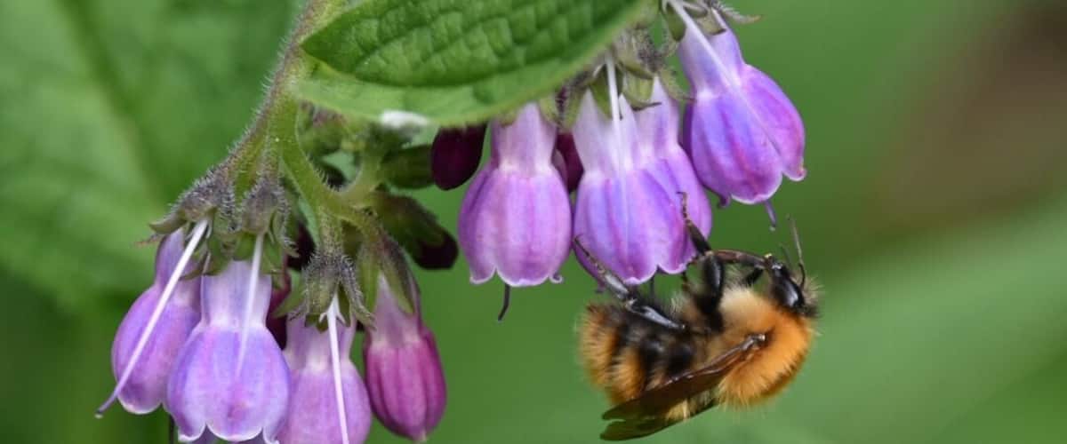 Sunday afternoon walk beside the river Tweed, busy bees #nature #bees #flowers #pollen #honey
