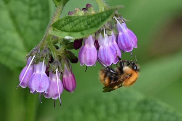 Sunday afternoon walk beside the river Tweed, busy bees #nature #bees #flowers #pollen #honey