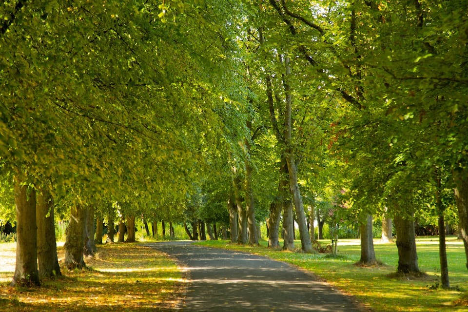 A tree-lined pathway in a park.