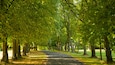 A tree-lined pathway in a park.