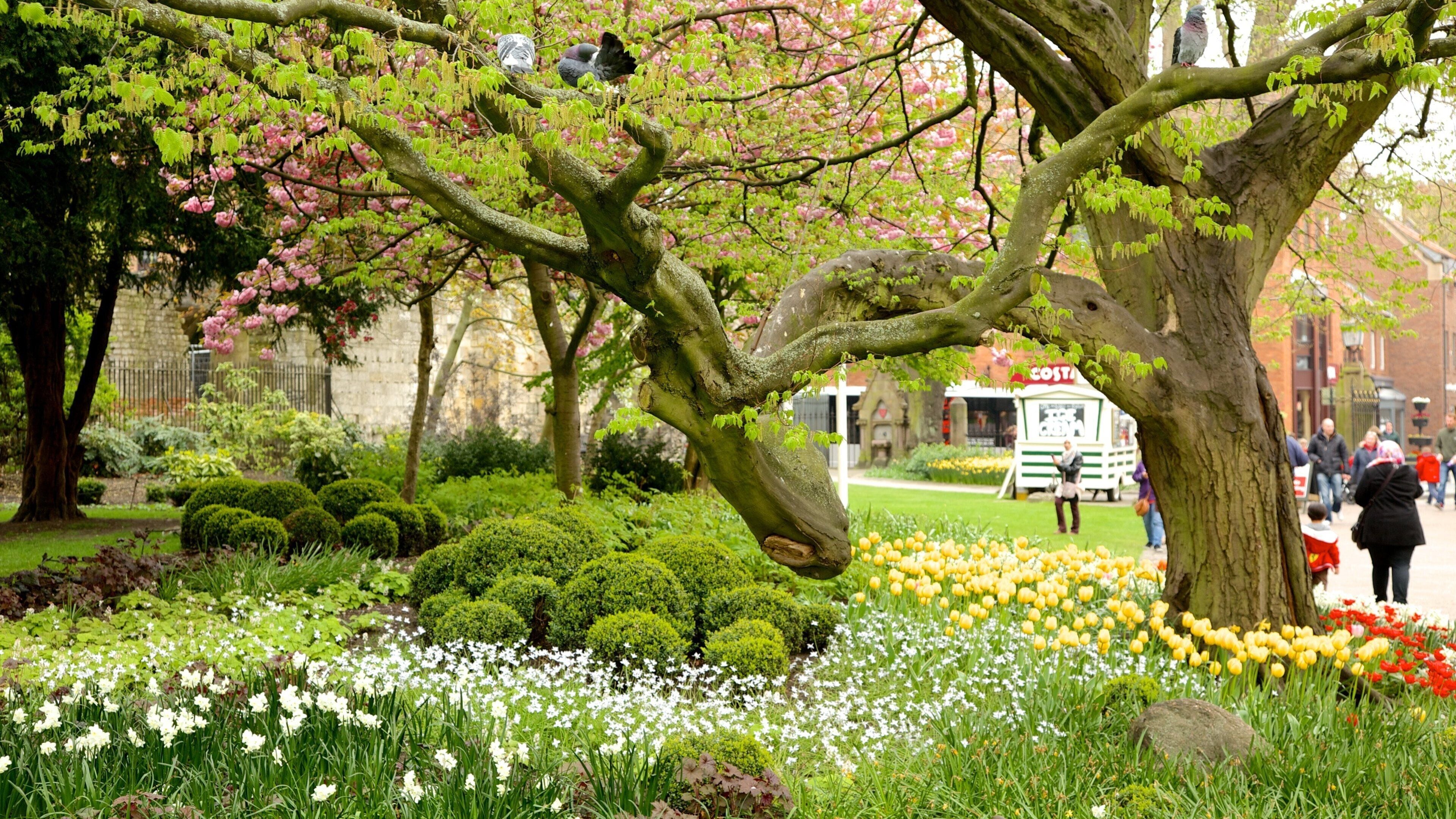 Yorkshire Museum Gardens featuring flowers and a park