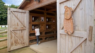 aMazin! Adventure Park & Maze showing farmland as well as an individual female