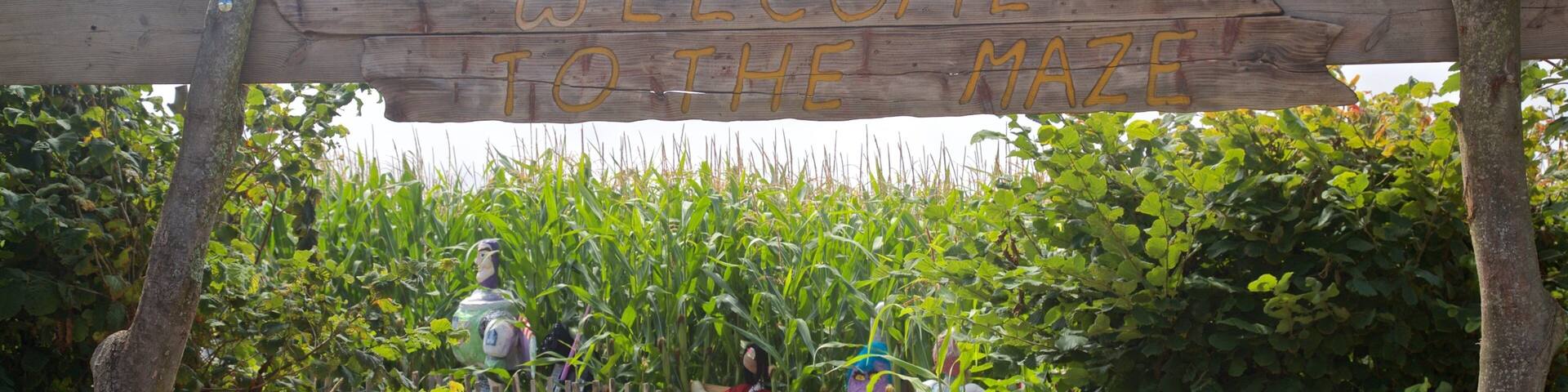 A wooden sign reading "Welcome to the Maze" with a dirt path leading through a cornfield.