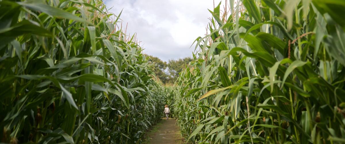 aMazin! Adventure Park & Maze which includes farmland