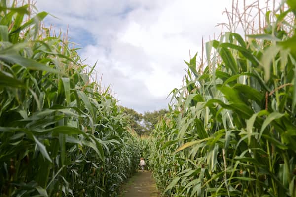 aMazin! Adventure Park & Maze qui includes ferme