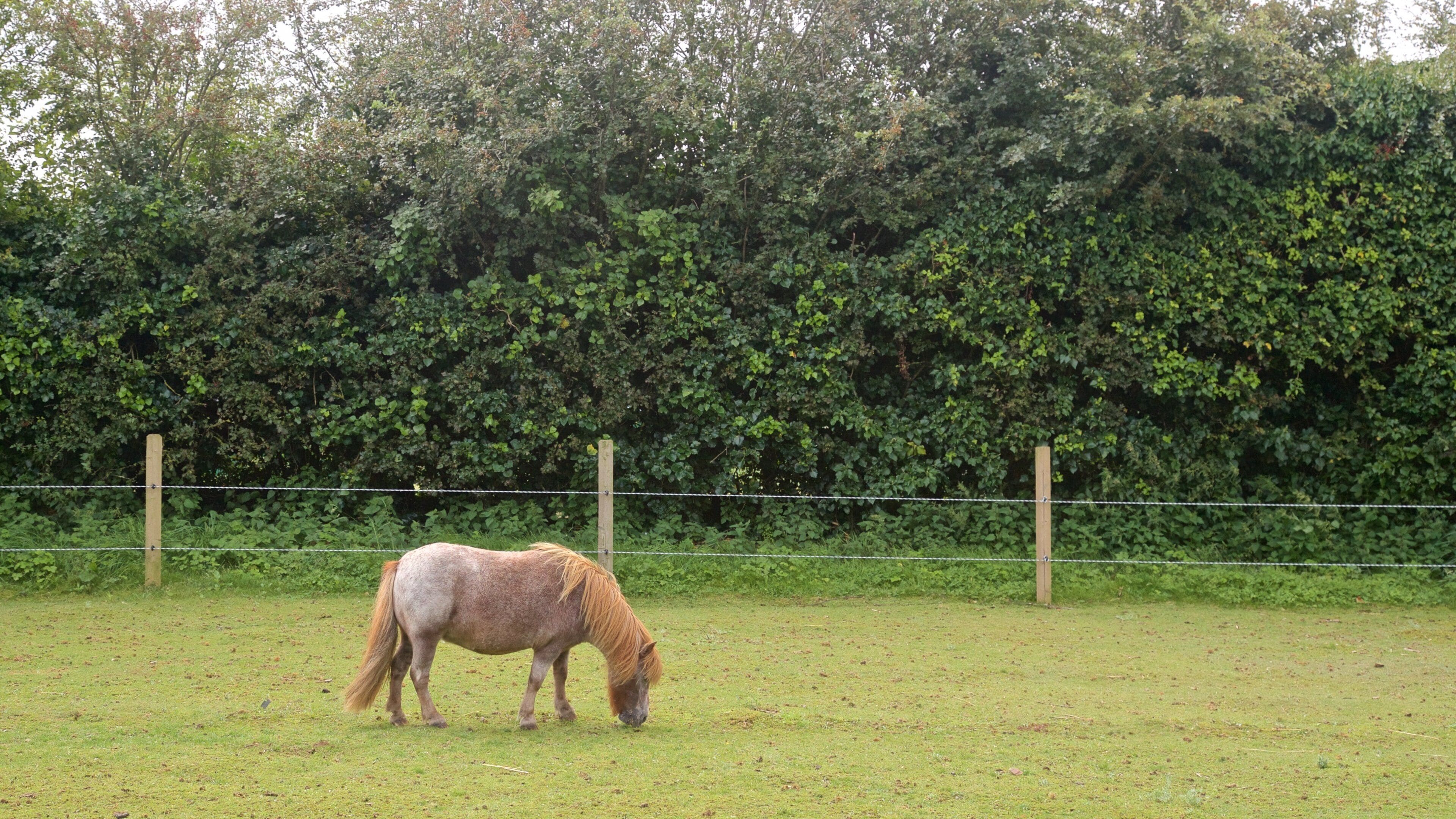 aMazin! Adventure Park & Maze ofreciendo granja y animales terrestres