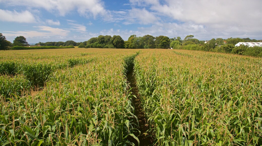 aMazin! Adventure Park & Maze mostrando vista panorámica y granja