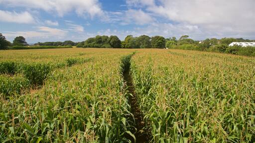 aMazin! Adventure Park & Maze som inkluderer landskap og åkre