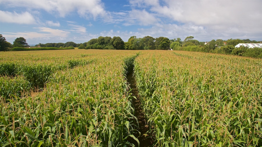 A cornfield with a narrow path through it, surrounded by trees and a cloudy sky.