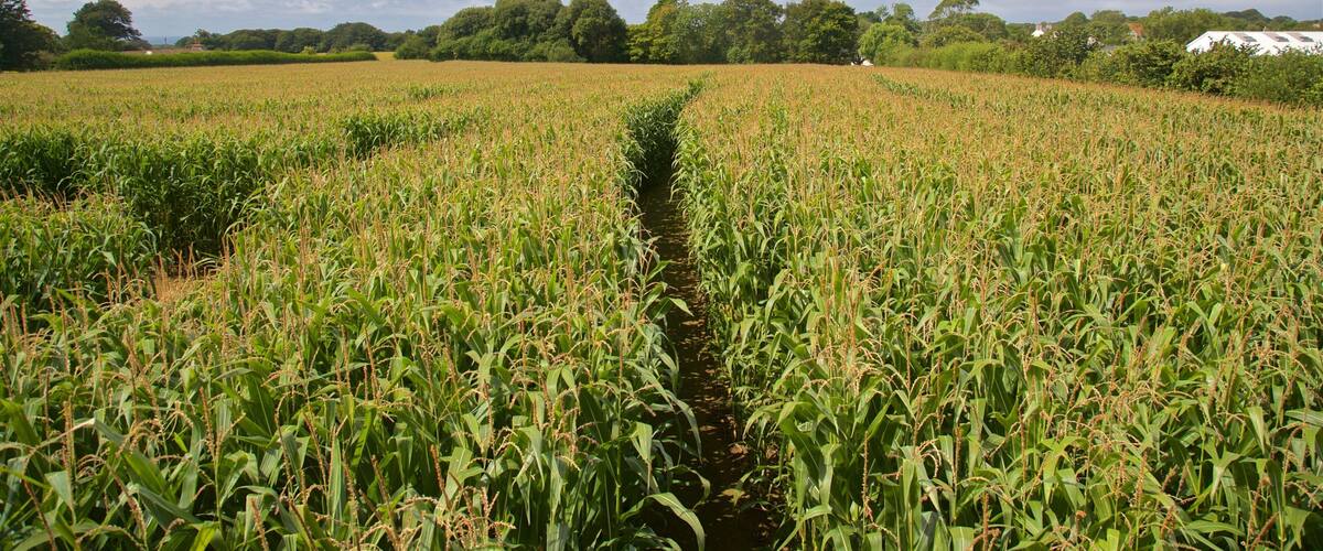 A cornfield with a narrow path through it, surrounded by trees and a cloudy sky.