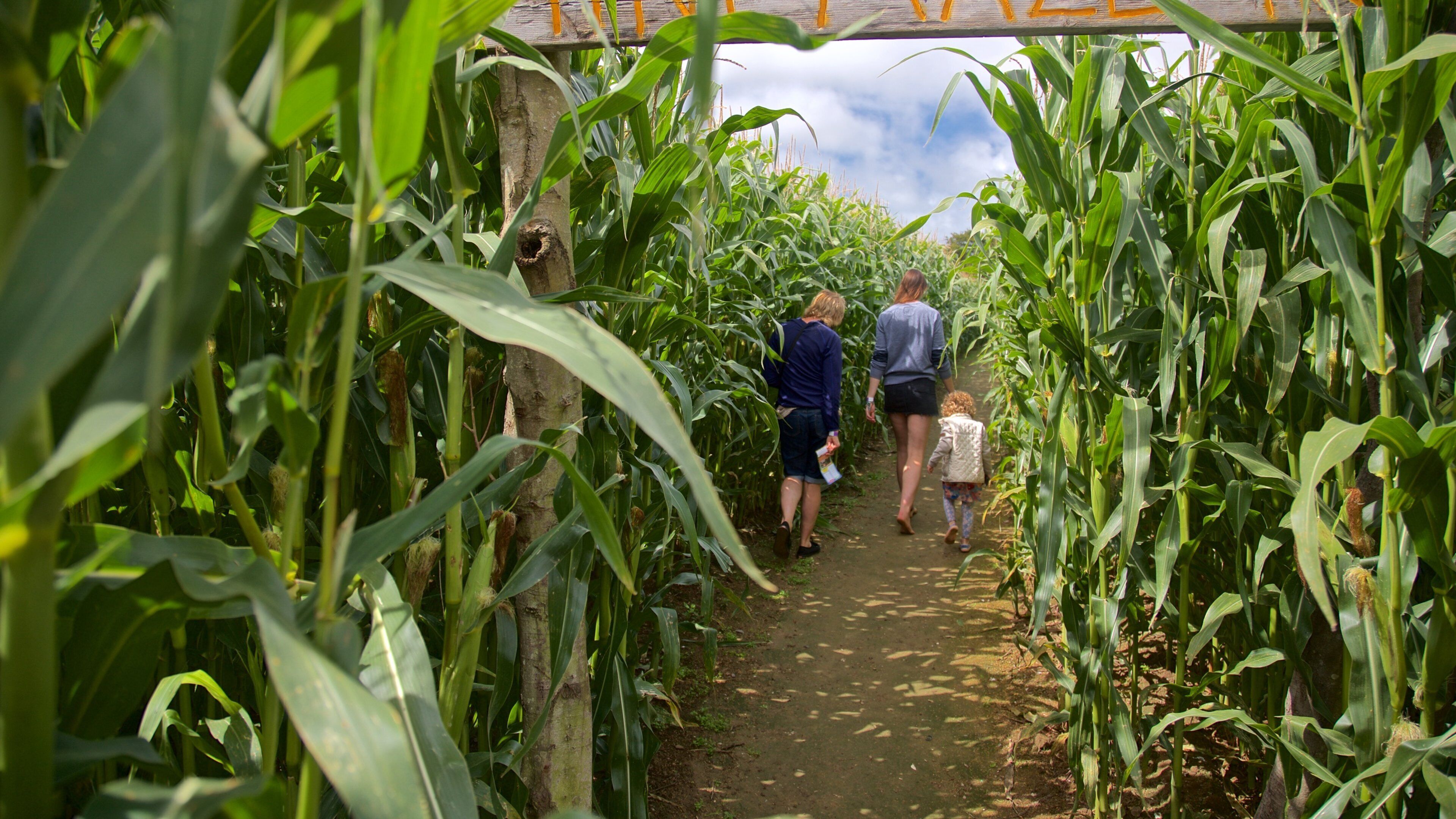 aMazin! Adventure Park & Maze showing farmland as well as a family