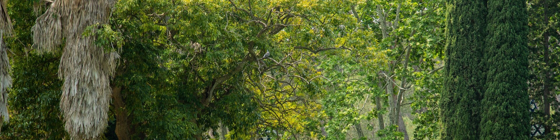 Parc Sama showing a pond