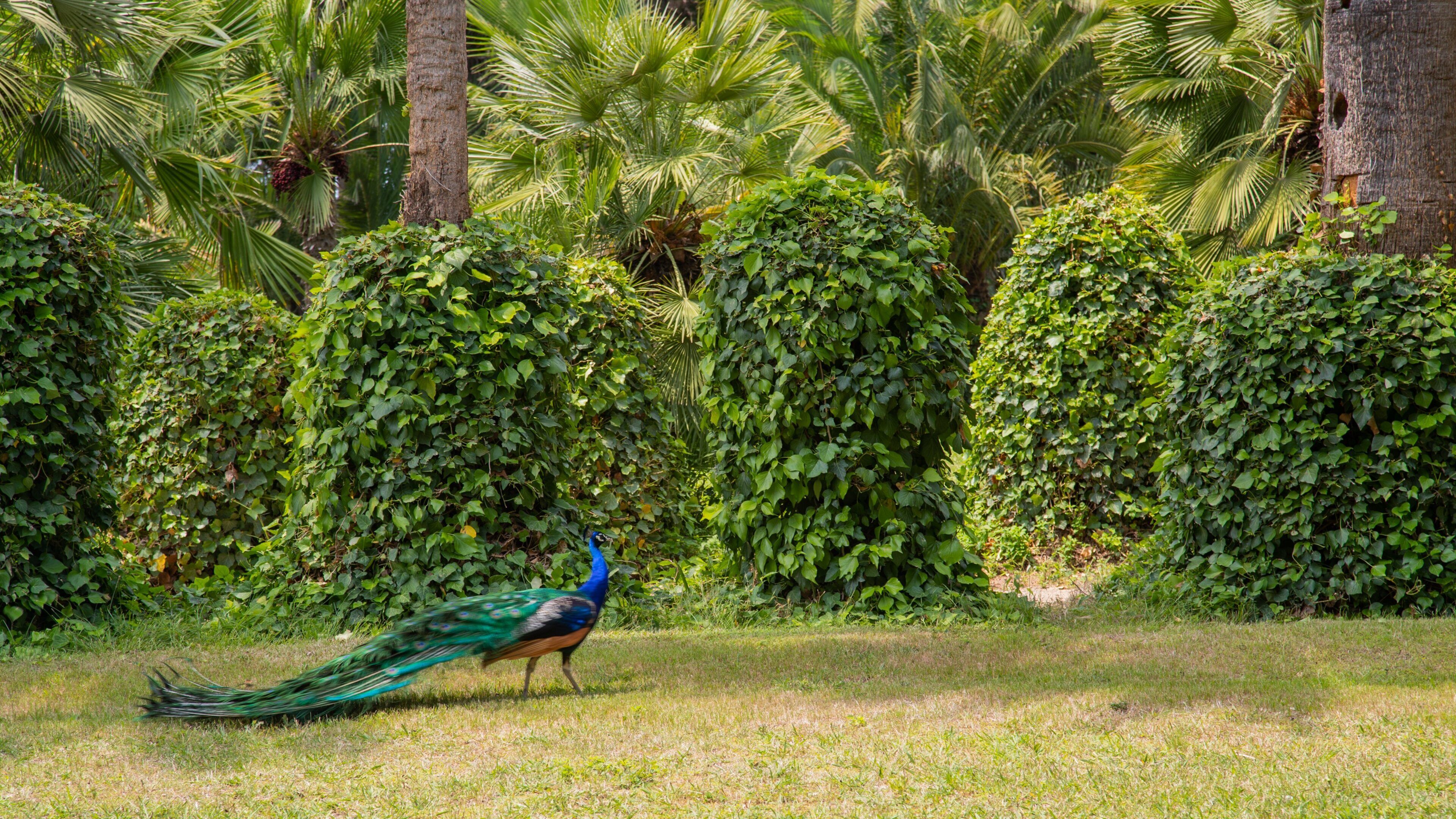 Parc Sama showing bird life and a park