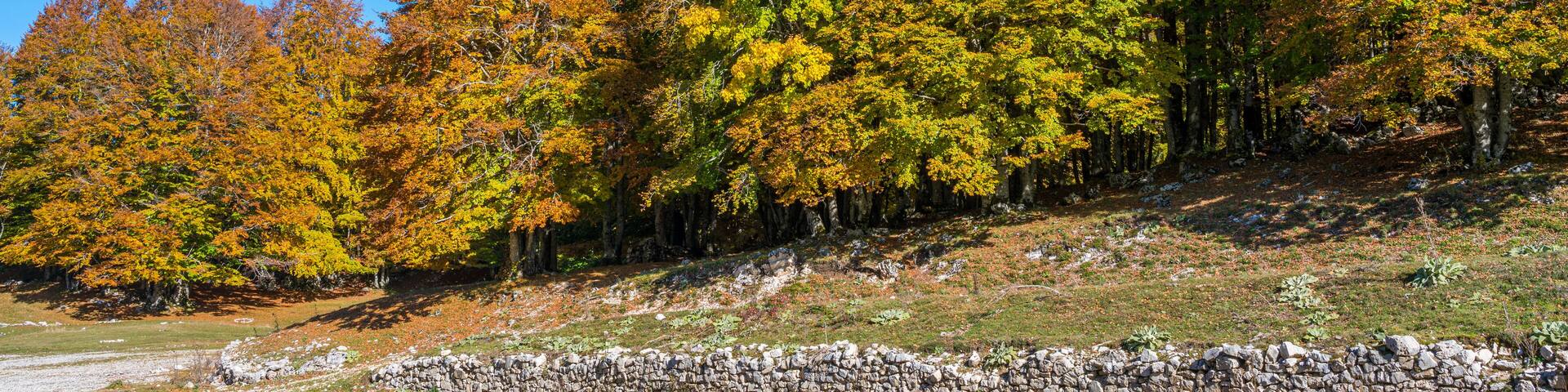 Foliage during autumn season at Monte Livata, Simbruini Mountains, near Subiaco, Lazio, Italy.