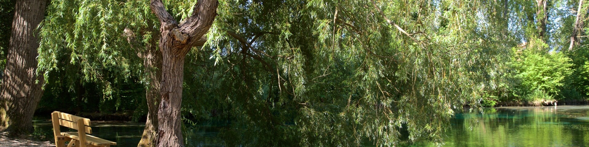 Sources du Clitunno mettant en vedette jardin et mare