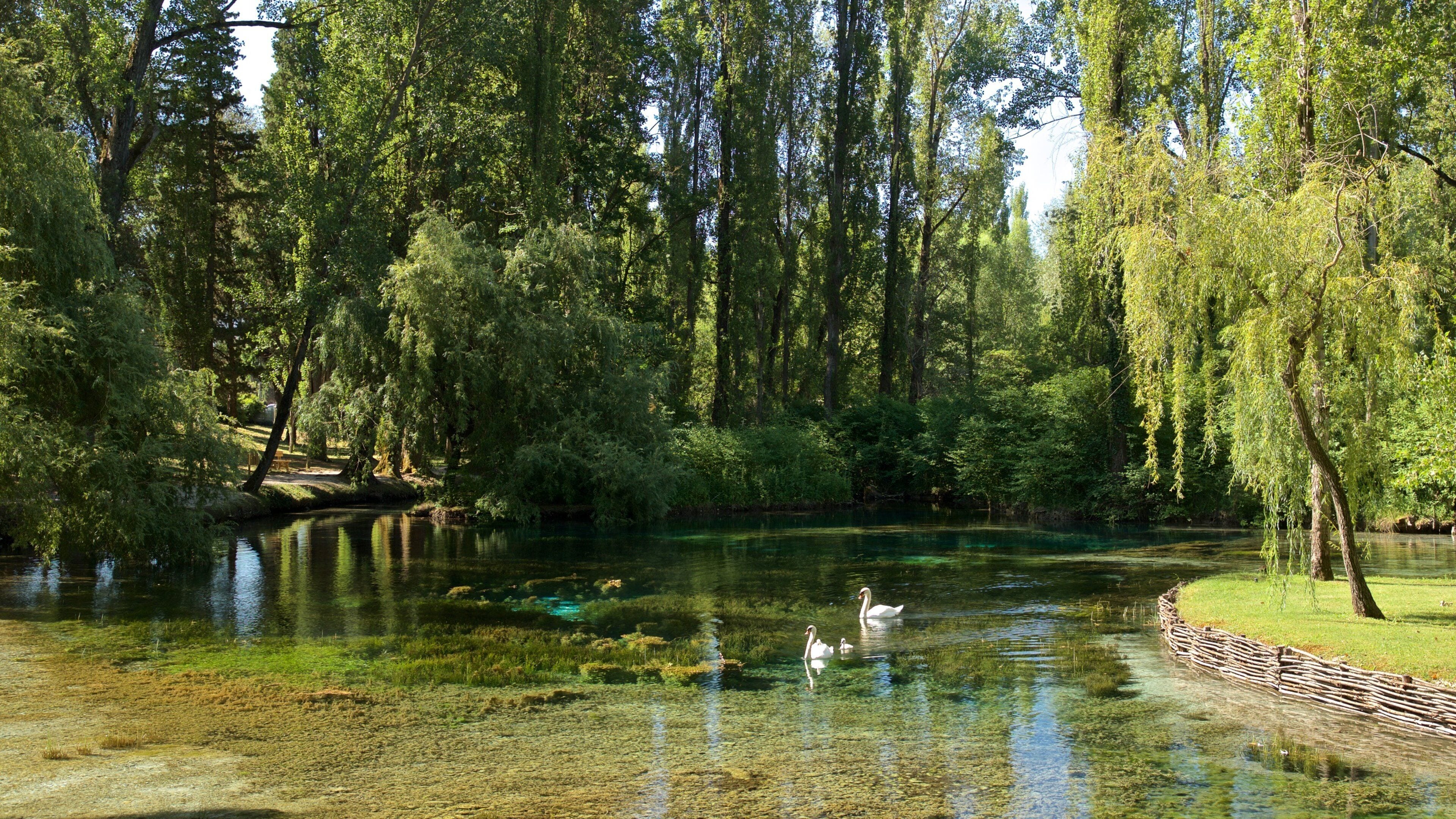 Um rio calmo com cisnes, cercado por árvores densas e águas cristalinas.