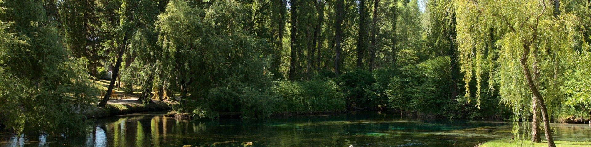 Um rio calmo com cisnes, cercado por árvores densas e águas cristalinas.
