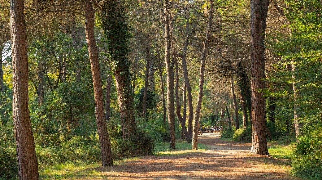 Cervia Natural Park featuring a garden