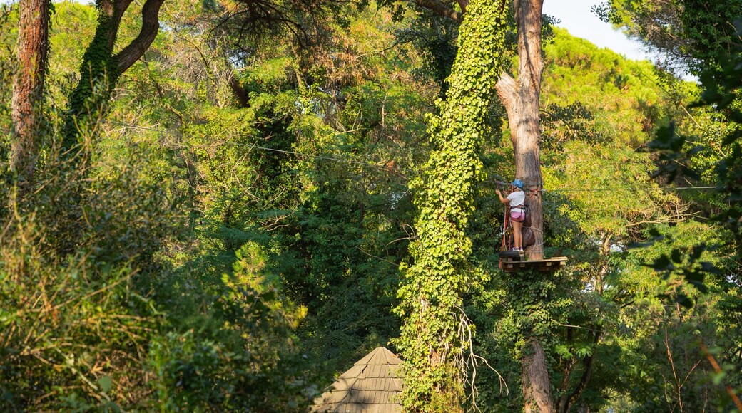 CerviAvventura Adventure Park which includes a suspension bridge or treetop walkway