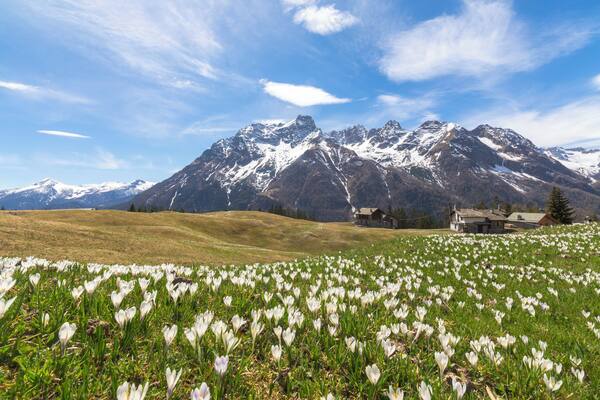 Crocus flowers in bloom, Barchi di San Giuseppe, Valmalenco, province of Sondrio, Valtellina, Lombardy, Italy