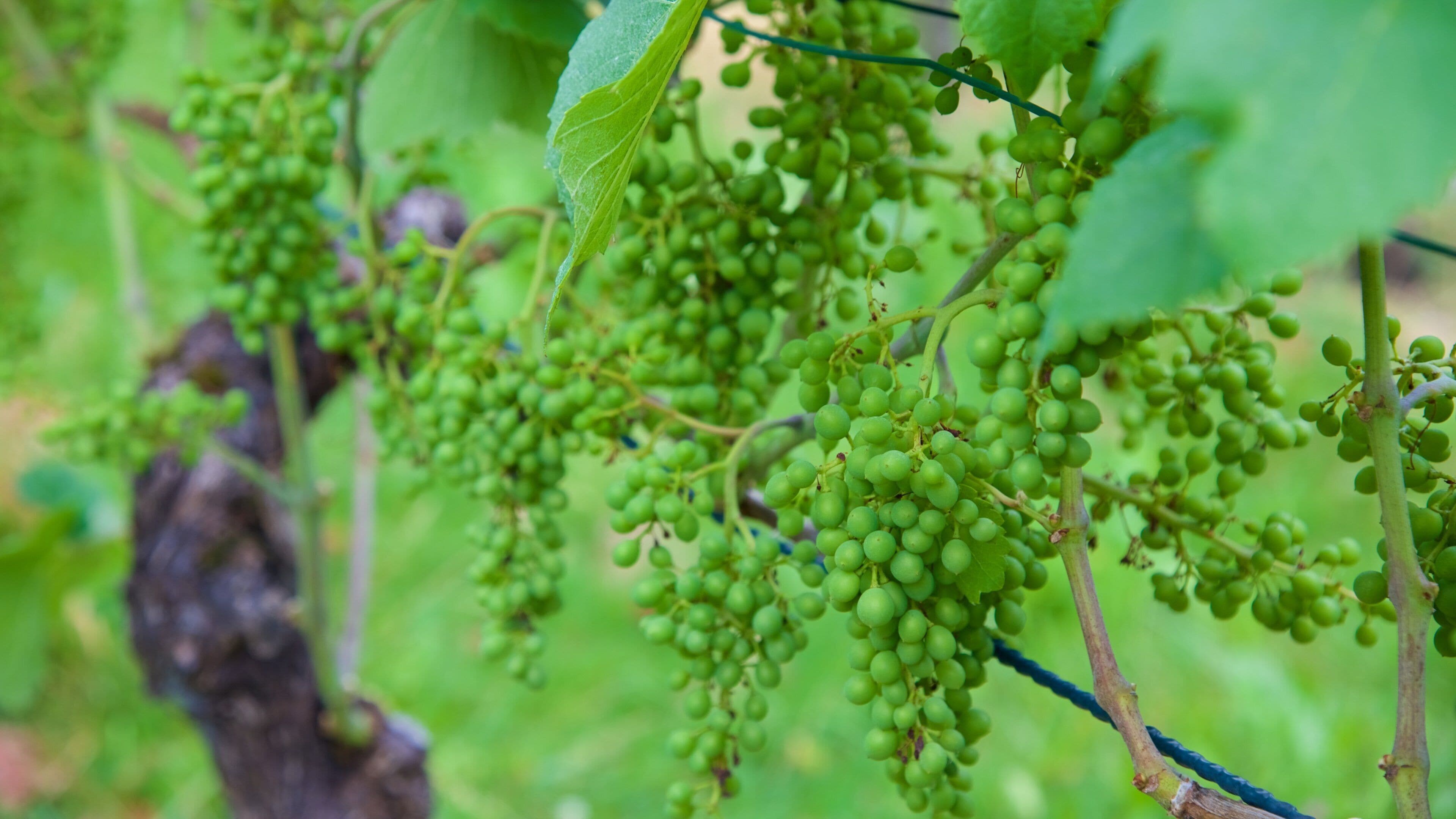 Wine Cellars of the Prince of Liechtenstein which includes farmland