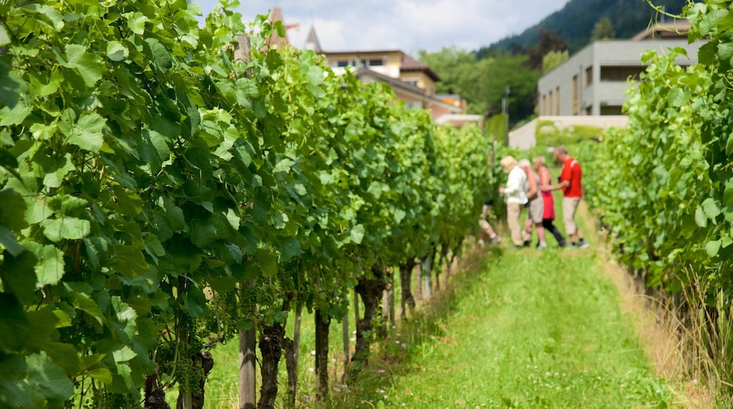 Vaduz featuring farmland as well as a small group of people
