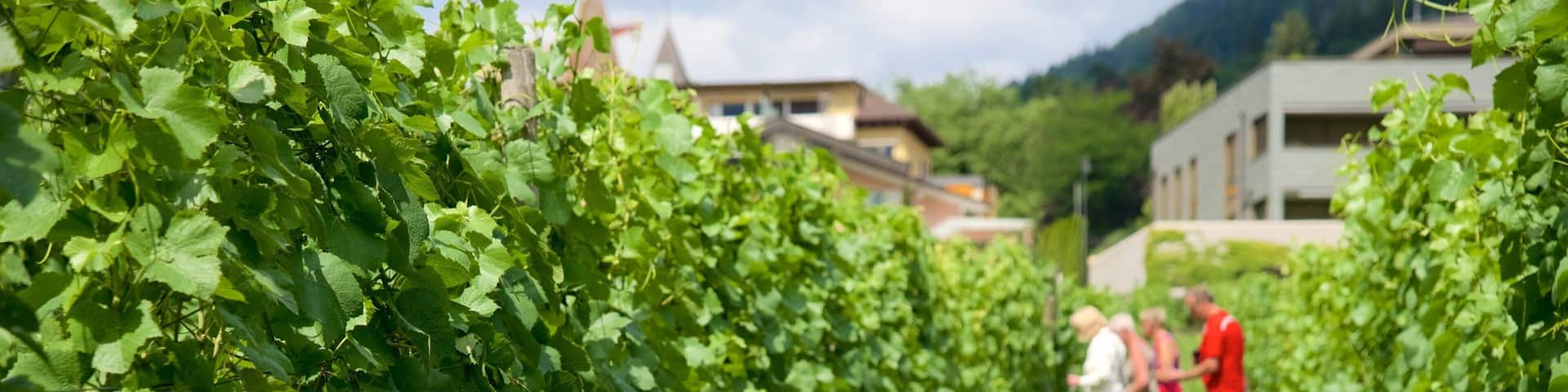 Vaduz que incluye tierras de cultivo y también un pequeño grupo de personas