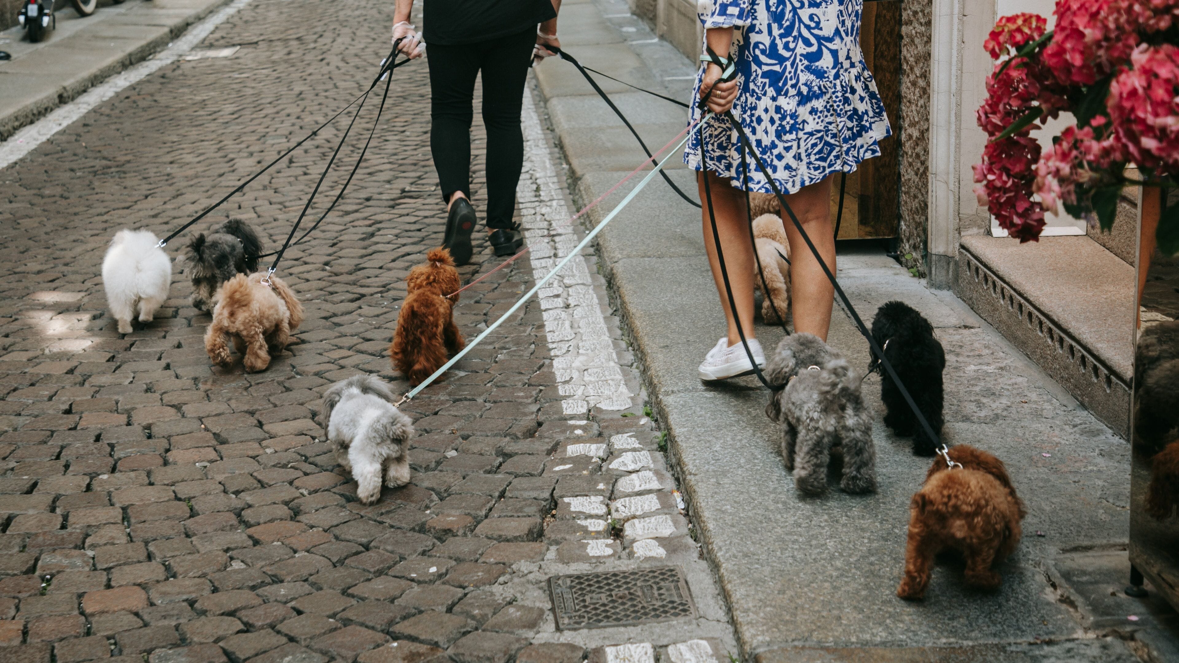 Milan Fashion District featuring street scenes and cuddly or friendly animals as well as a couple