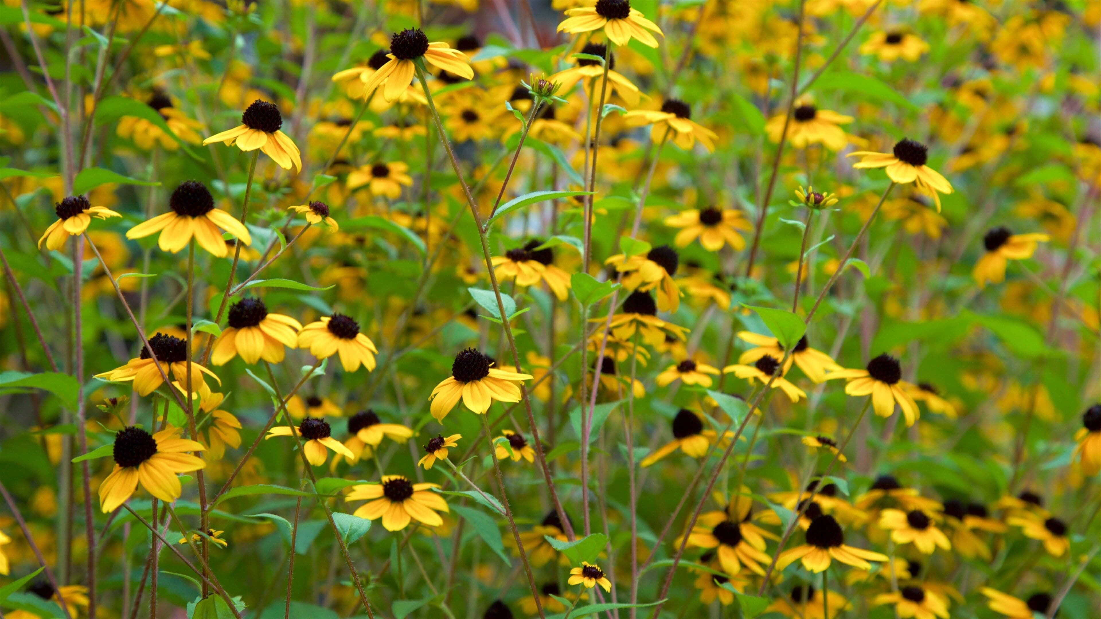 Botanical Garden mostrando flores silvestres