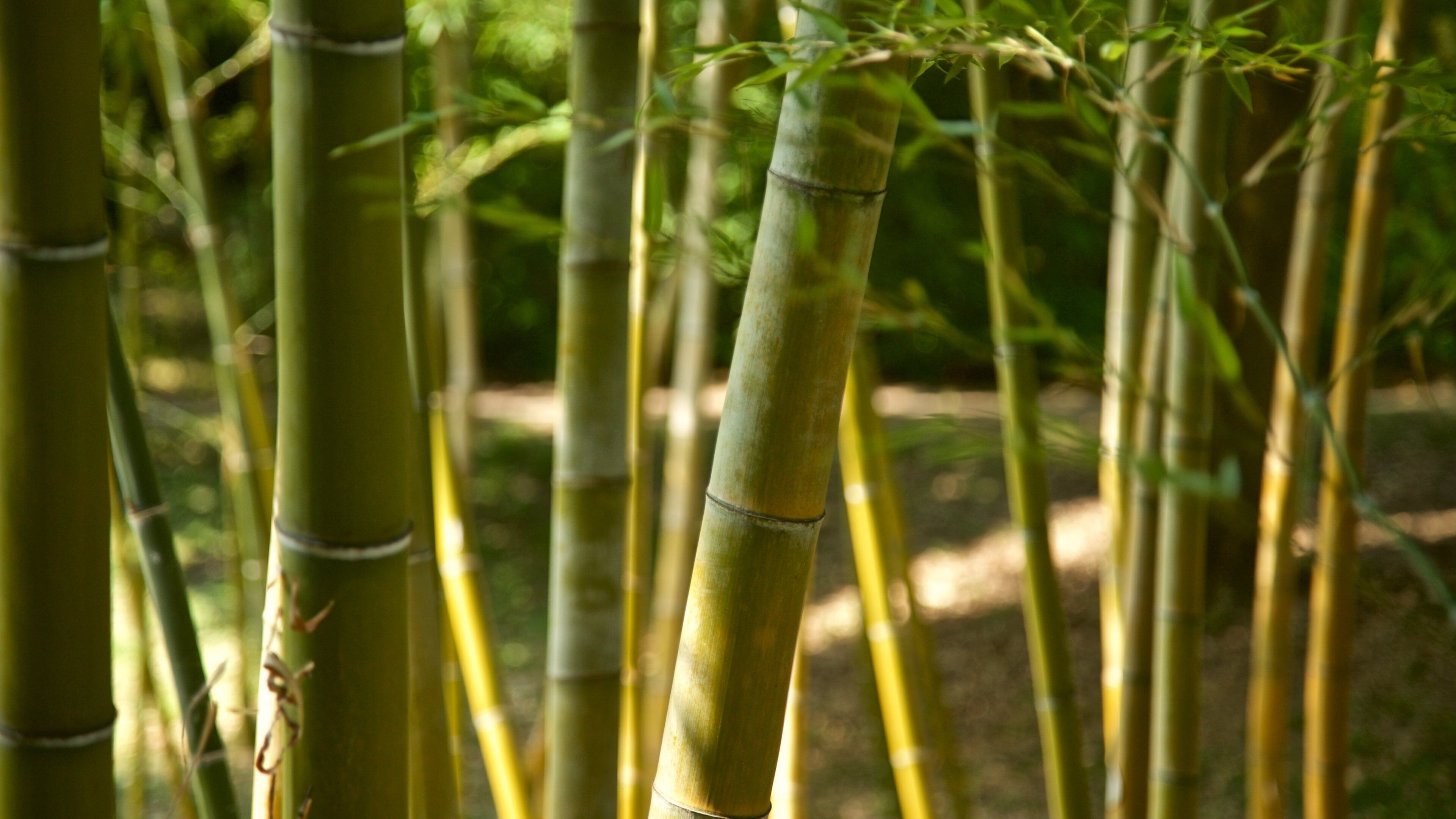 Botanical Gardens which includes a park