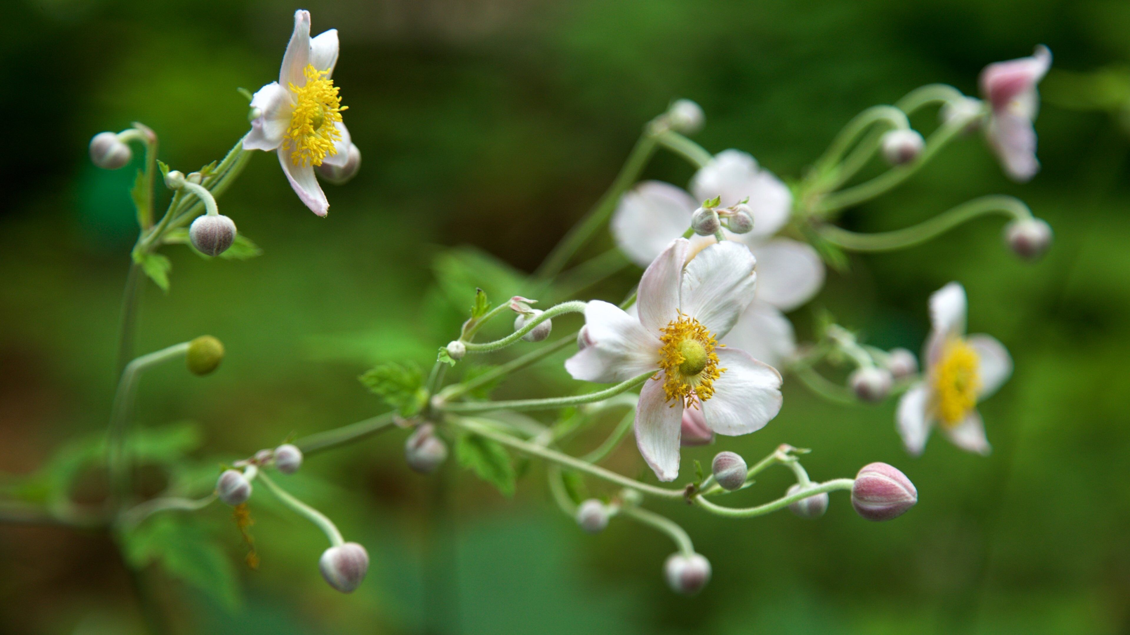 Botanical Gardens which includes wildflowers