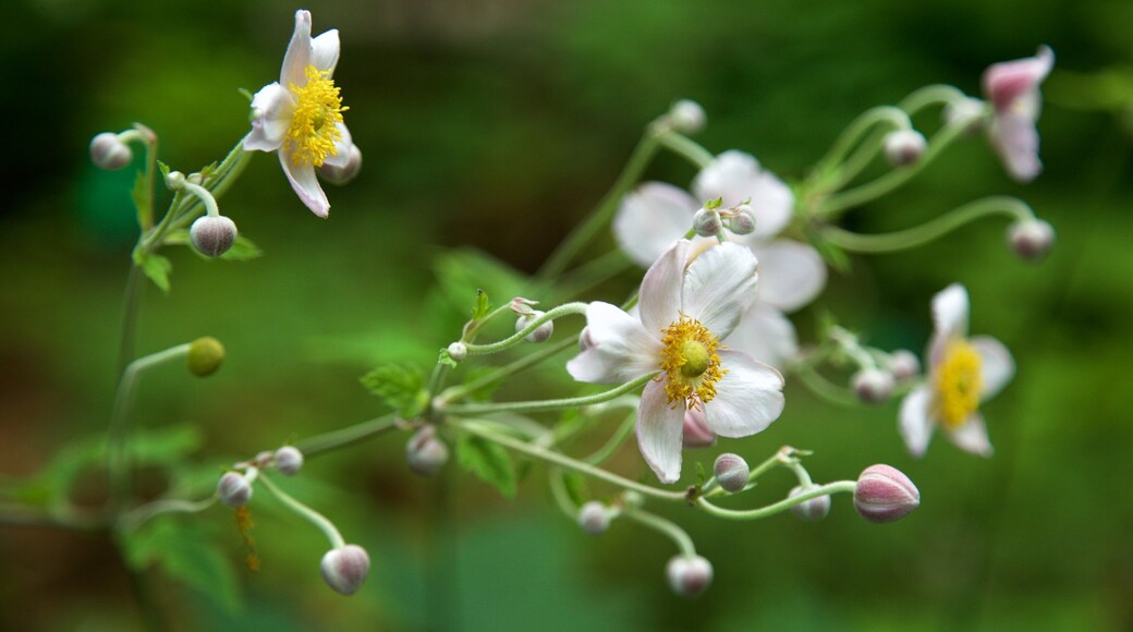 Botanical Gardens which includes wildflowers
