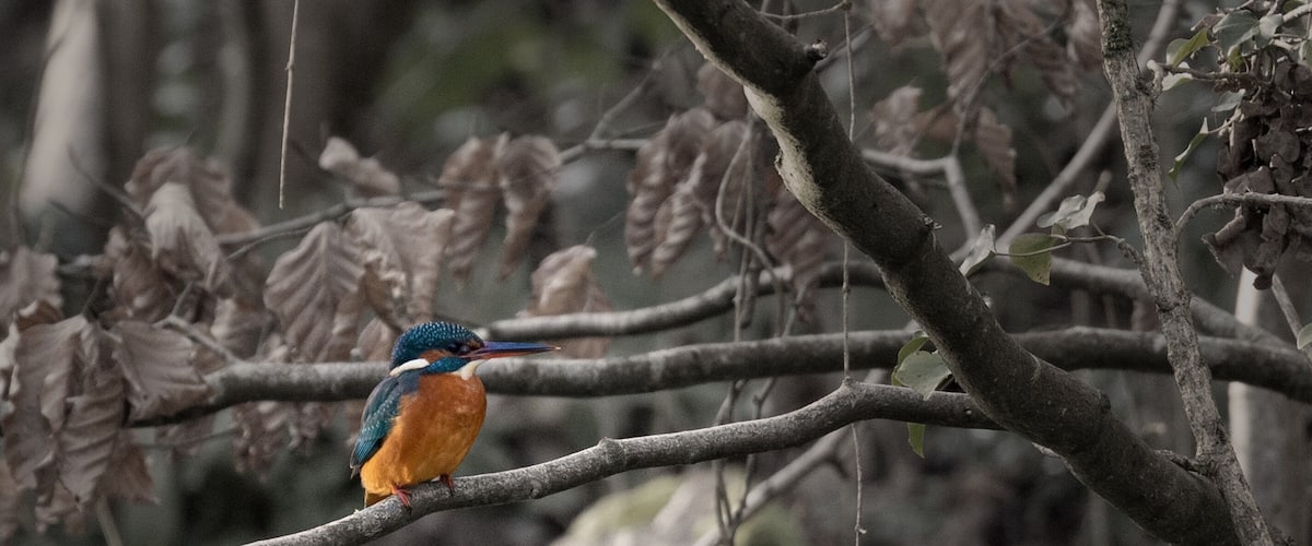 Head down to Brockhill Country Park and if you’re lucky enough you’ll catch this guy around the lake.
-
-
-
#kingfisher #birds #birding #birdphotography #wildlife #wildlifephoto #wildlifephtography #nature #naturephtography #birdphotography #birdphoto #winter #winterphotography #brockhillcountrypark #brockhill #countrypark #kent #folkestone #hythe #canon #canon6D #canon100400mm #canonphotography