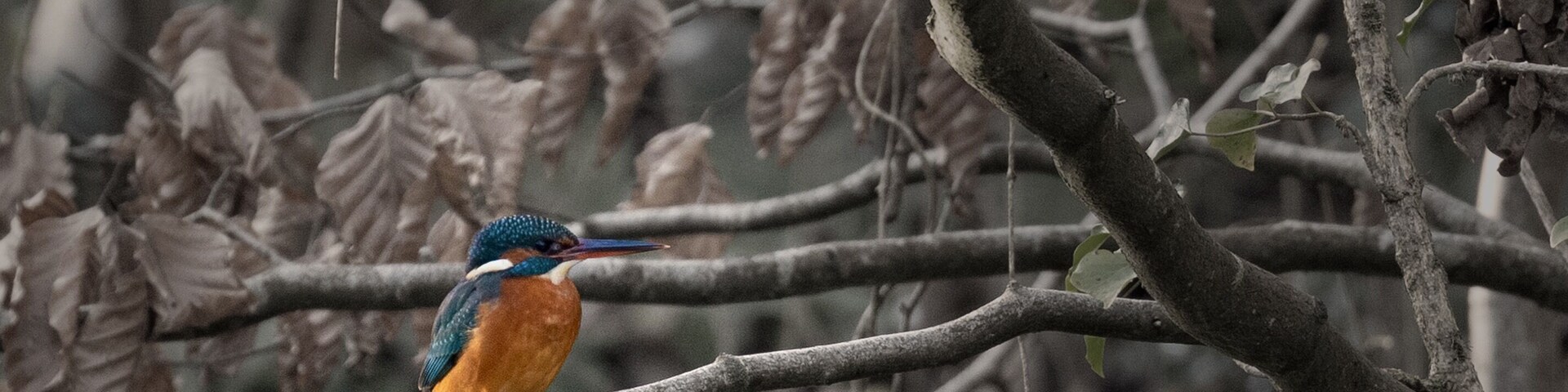 Head down to Brockhill Country Park and if you’re lucky enough you’ll catch this guy around the lake.
-
-
-
#kingfisher #birds #birding #birdphotography #wildlife #wildlifephoto #wildlifephtography #nature #naturephtography #birdphotography #birdphoto #winter #winterphotography #brockhillcountrypark #brockhill #countrypark #kent #folkestone #hythe #canon #canon6D #canon100400mm #canonphotography