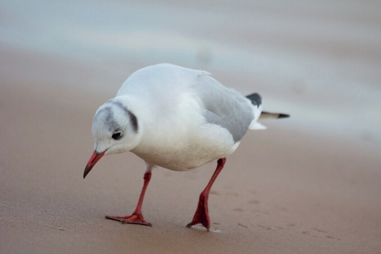 This Black-Headed Gull was very brave and pottered about one metre in front of me as if I wasn't there