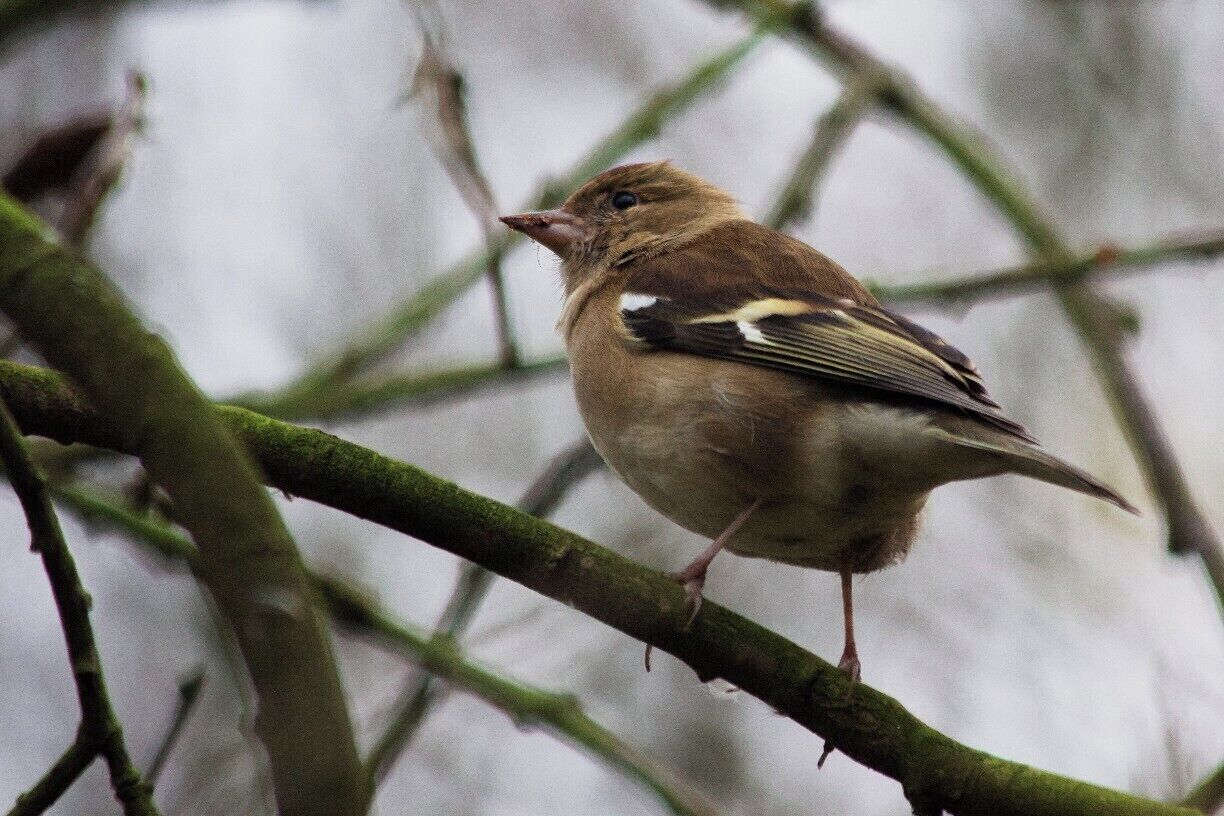Female Chaffinch