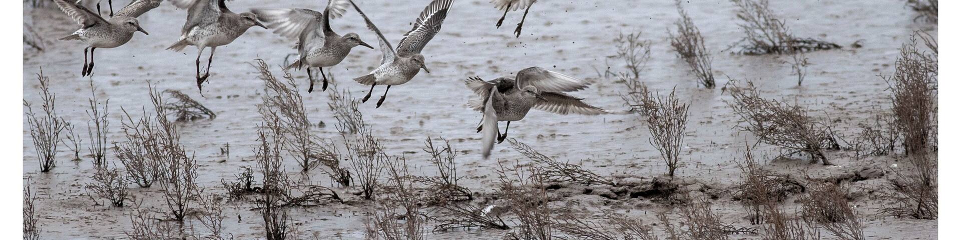 Un grupo de aves volando sobre un humedal fangoso con vegetación escasa.