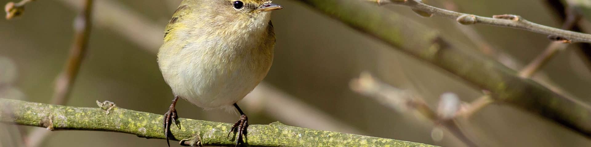 Titchwell marsh plenty to go at for the serious and not so serious birder, oh and a fantastic beach.