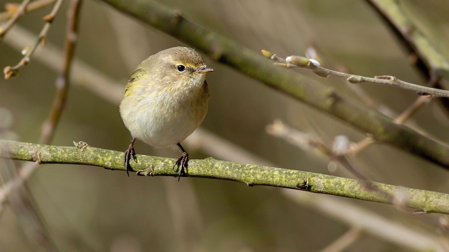 Titchwell marsh plenty to go at for the serious and not so serious birder, oh and a fantastic beach.