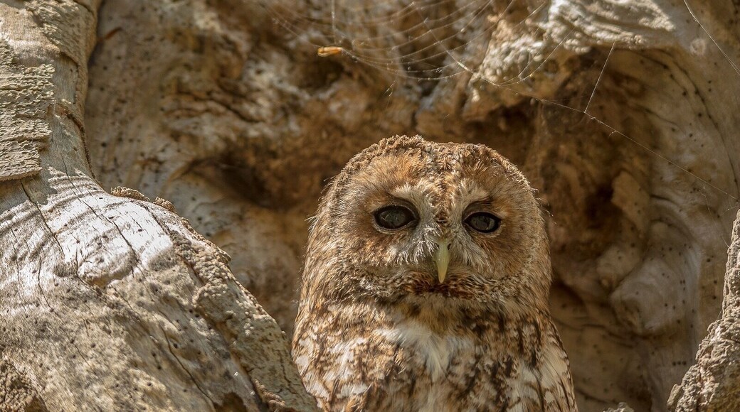 You can find more the UFO in Rendlesham forest. Tawny owl camouflaged in a tree cavity for instance
#Wildlife #owl #britain #uk #England #suffolk #tawnyowl #spring #treecavity #nature #forest #woods #wildlife #nature