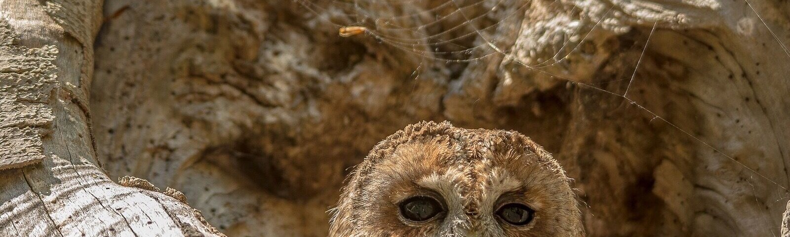 You can find more the UFO in Rendlesham forest. Tawny owl camouflaged in a tree cavity for instance
#Wildlife #owl #britain #uk #England #suffolk #tawnyowl #spring #treecavity #nature #forest #woods #wildlife #nature