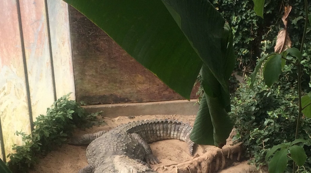 damn those are some big crocs🐉