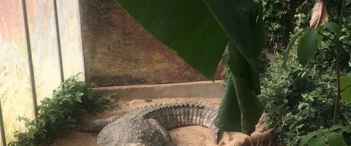 damn those are some big crocs🐉