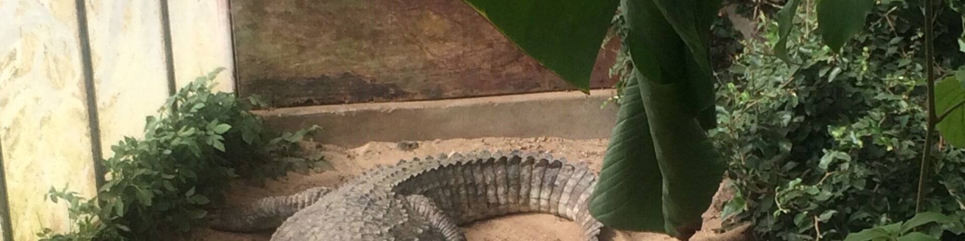 damn those are some big crocs🐉