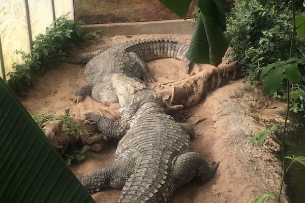 damn those are some big crocs🐉