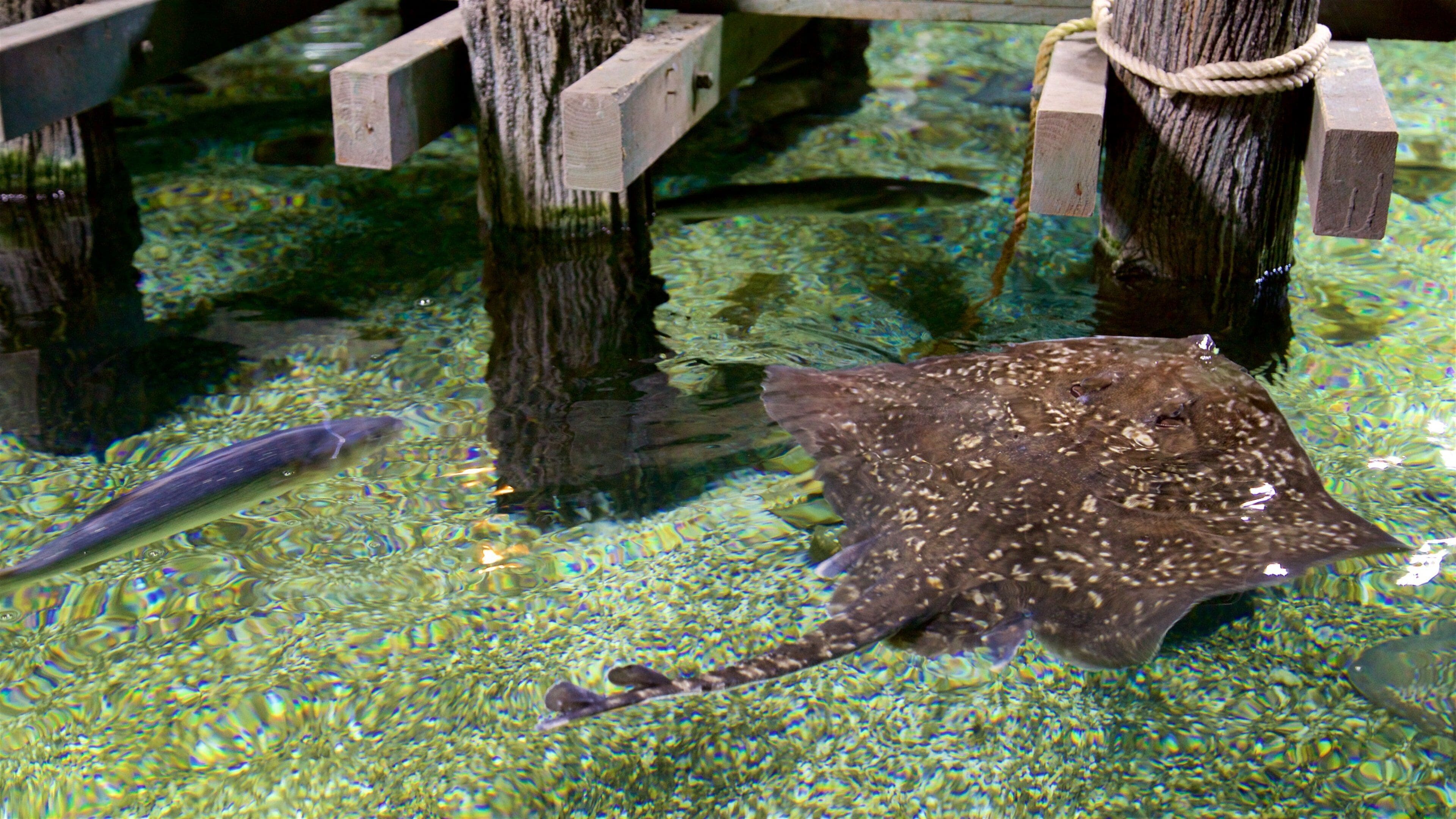 SEA LIFE Timmendorfer Strand inclusief zeedieren en gevaarlijke dieren